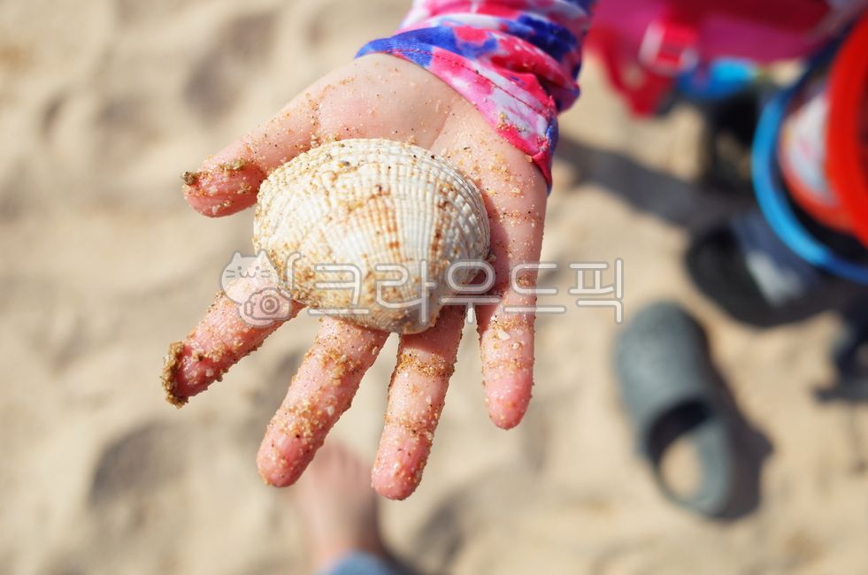 sand,Palm,clam,husks