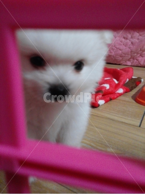 강아지,애견,동물,멍멍이,애기강아지,스피치