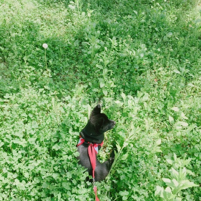 초록세상,풀밭,민들레,강아지,옥에티,grassfield,greenworld,dandelion,dog,puppy,그림자,shadow,반려견