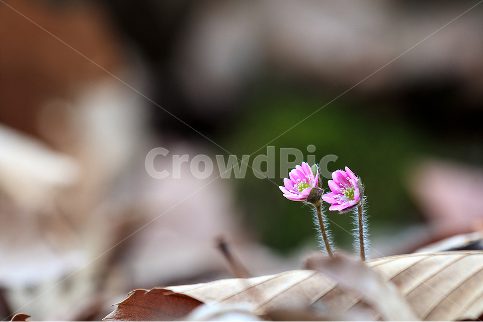 봄,노루귀,야생화,수리산,봄꽃,식물,자연,plants,nature,꽃,flower