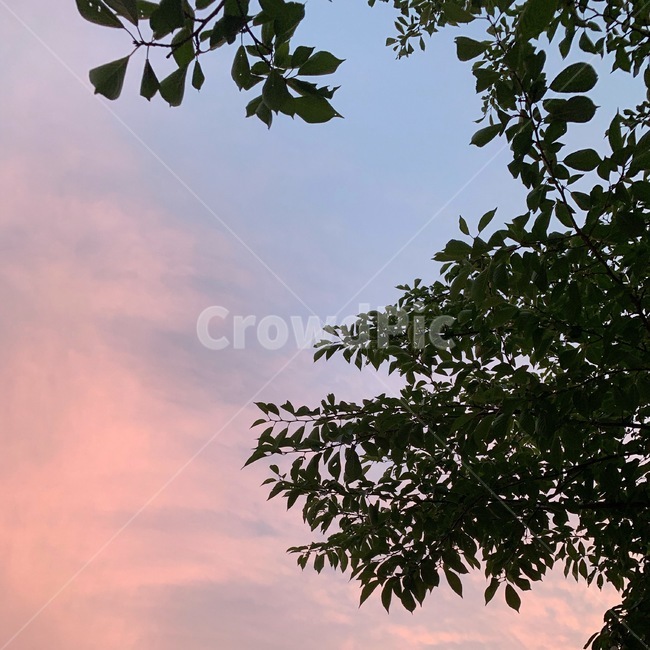 노을,핑크노을,나뭇잎,하늘,여름