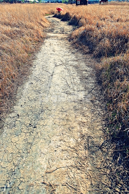 갈대,생태공원,빨강우산,갈대숲길,풍경,자연,배경,가을,계절,fall,autumn,season,dirt road,흙길,gravel,자갈,road,도로,ground,바닥