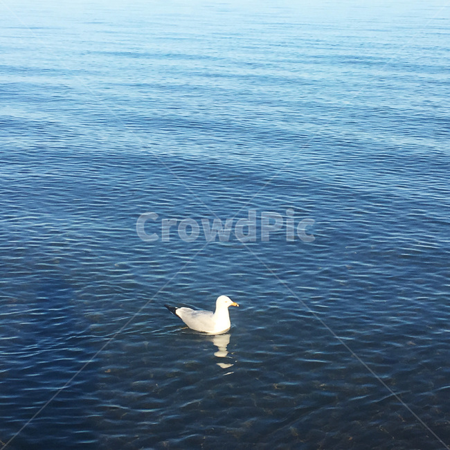 animal,동물,bird,새,오리,물가,duck,water,river