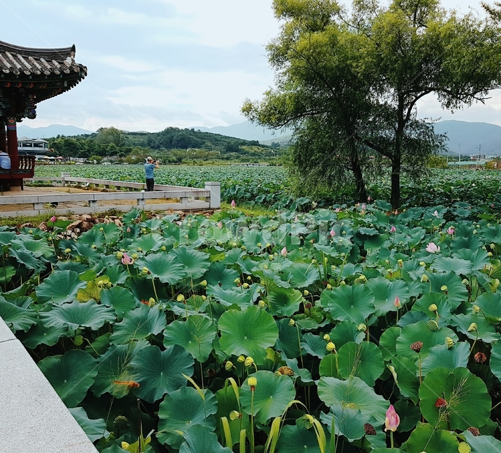 연꽃,연못,정자,잎,나무,lotus,pond,summerhouse,leaf,tree