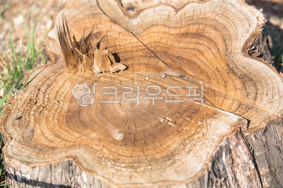 annual zone,old tree,stub,tree,wood,felling,treestump,cross section of wood