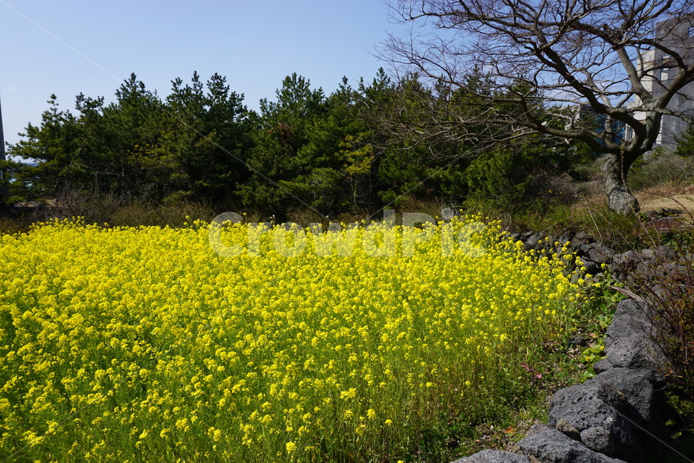 제주도,유채꽃,식물,봄,봄날,봄꽃,자연,nature,노랑