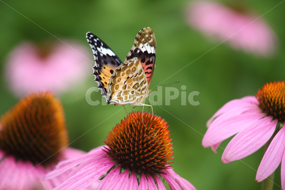 암끝검은표범나비,나비,네발나비과,에키네시아,argyreushyperbius