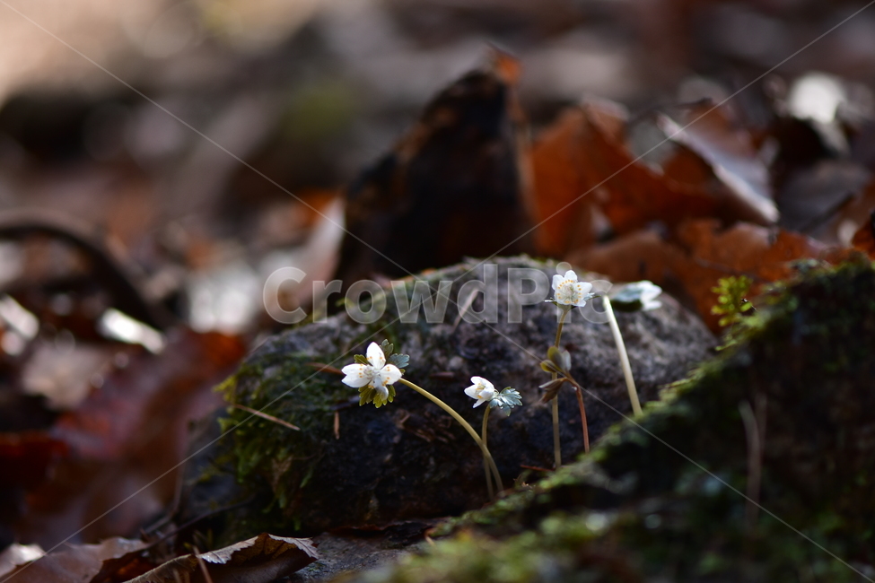 너도바람꽃,야생화,봄,꽃,풀꽃,자연,식물,식생,감성,힐링,plants,nature,spring,season,flower,emotion,feeling,흰색,초본,너도바람꽃속