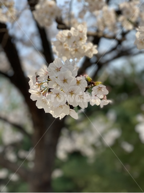 plant,식물,blossom,flower,꽃,벚꽃