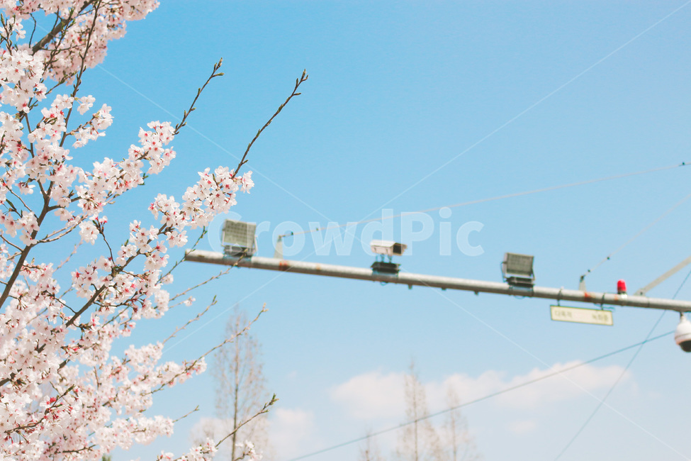 꽃,벚꽃,하늘,맑은날,나무,봄,계절,spring,season,식물,자연,plants,nature,꽃,flower,plant