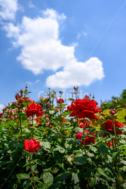 장미,장미숲,장미공원,장미축제,빨간장미,덩쿨장미,장미송이,식물,자연,plants,nature,꽃,flower