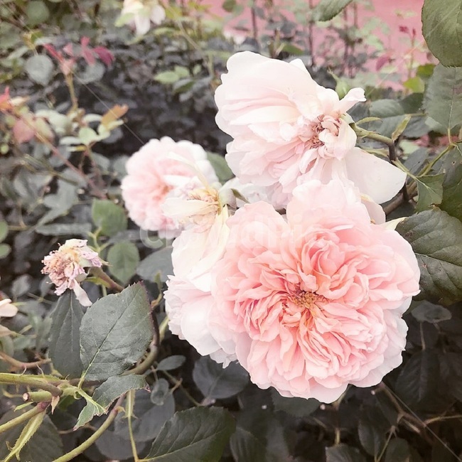 장미,장미꽃,rose,꽃밭,flowers,싱그러움,알록달록,만개,꽃봉오리