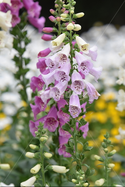 디기탈리스,꽃,식물,flower,꽃대,식물,자연,plants,nature,꽃,flower