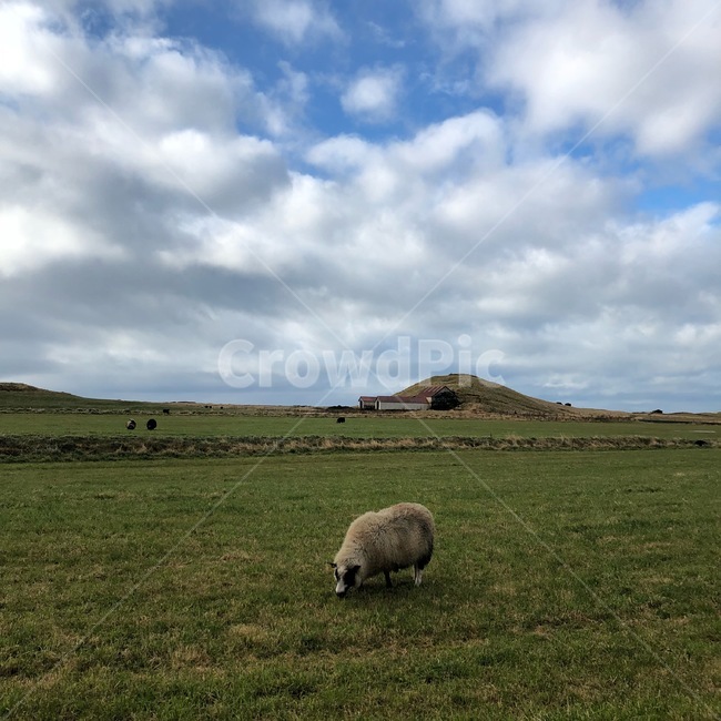 weather,날씨,구름,자연,cloud,outdoors,sky,하늘,맑음,양,nature,sheep,field,동물,동물,animal,포유류,mammal