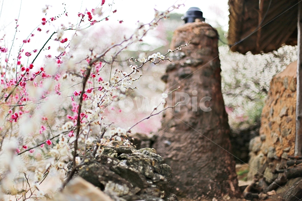 하동,매화마을,매화축제,매화꽃,매화,꽃,flower,hadong,봄,계절,spring,season,식물,자연,plants,nature,꽃,flower,plant,blossom