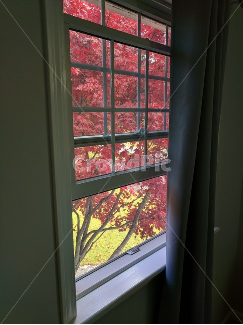 door,문,창문,가을,가을창문,낙엽,창밖,창밖의낙엽,마지막잎새,단풍,메이플,일본메이플,fallleaves,fall,미국가을,maple,천고마비,빨간색,붉은색,늦가을,가을,계절,fall,autumn,season