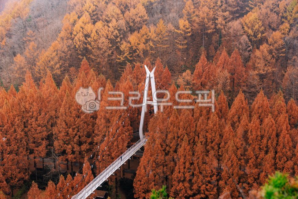 autumn,가을,메타세콰이어,메타세쿼이아,나무,다리,자연,단풍