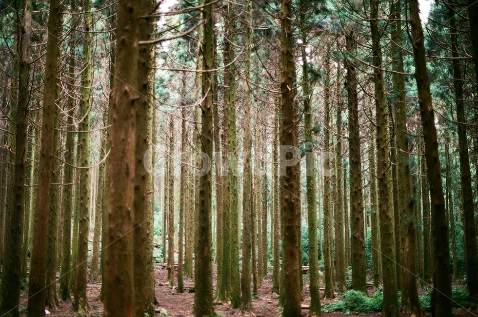 사려니숲,숲,나무,필름사진,숲속,제주도,나무,trees,wood