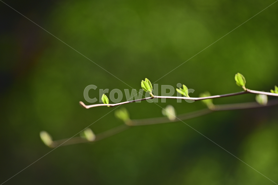 새순,새잎,새싹,나무순,그린,연녹색,봄배경,야외,옥외,아웃도어,그리너리,green,시작,출발,스타트,여린,어린순,어린잎,leaf,잎,plant,식물,flare,background,배경,바탕,백그라운드,시즌,계절,봄,계절,spring,season,식물,자연,plants,nature