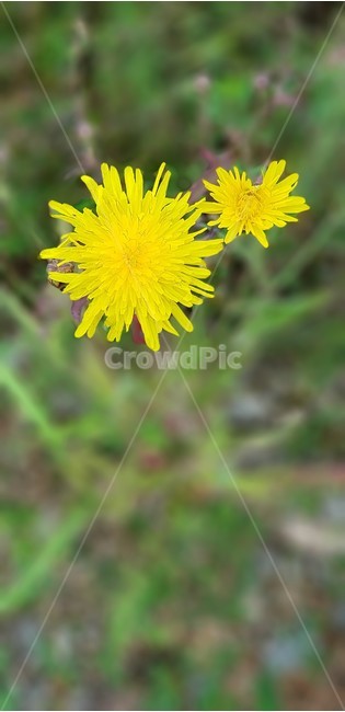 꽃,민들레,가을,식물,꽃길,자연,계절,감성,식물,자연,plants,nature,꽃,flower