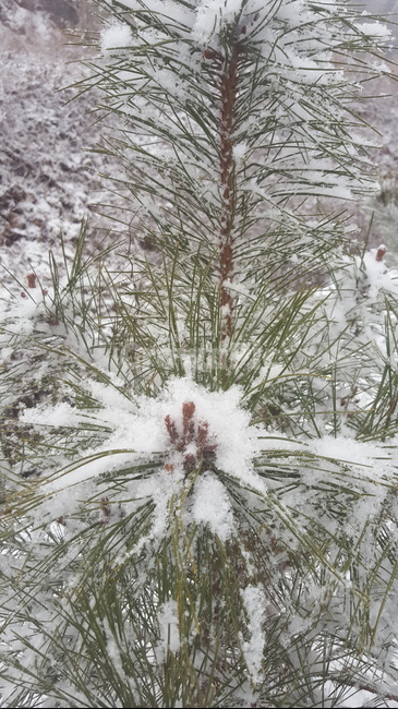 눈꽃,접사,소나무,눈,snowflake,겨울,계절,winter,season