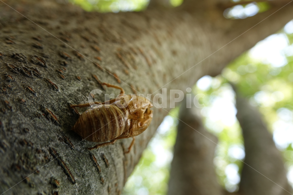 그늘,매미,숲,번데기,여름,탈피,동물,animal,곤충,벌레,insect,bug