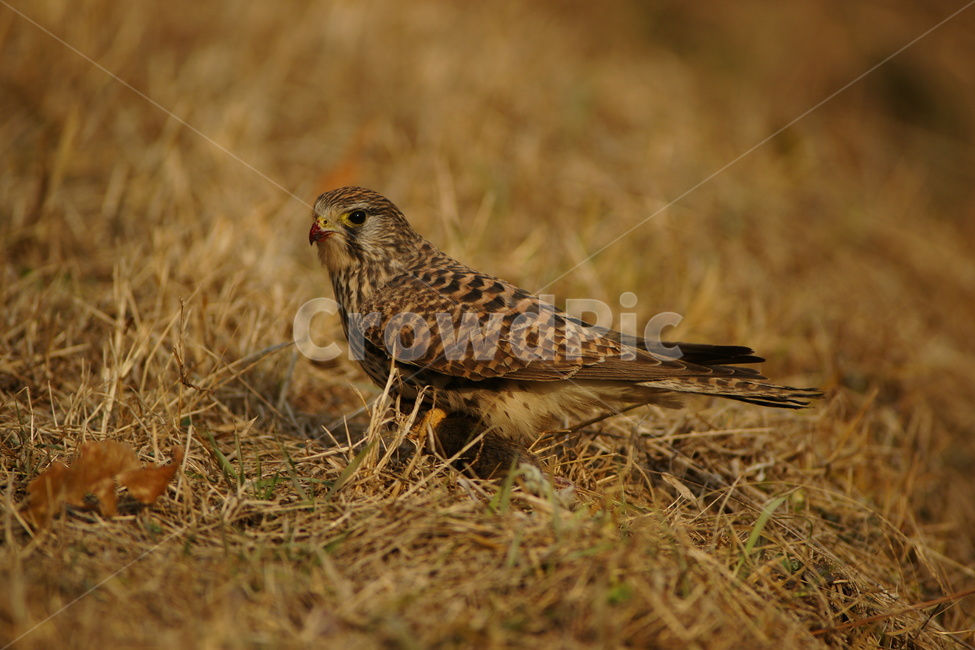황조롱이,사냥,맹금류,조류,천연기념물,동물,animal,조류,새,birds