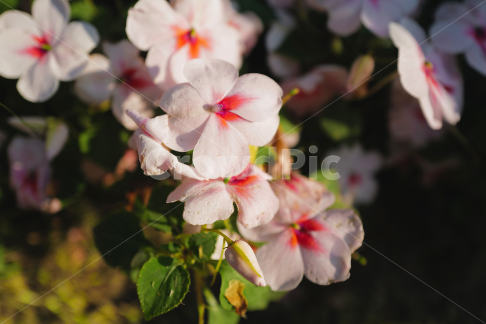 flower,꽃,plant,식물,blossom