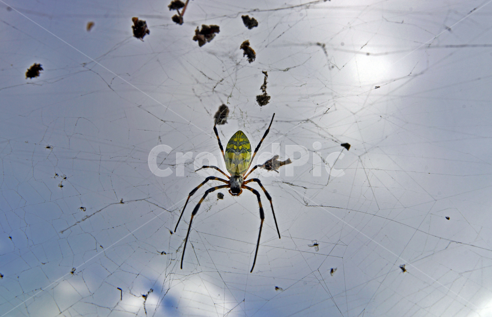 Spider web,bug,tiger spider,insect,spider