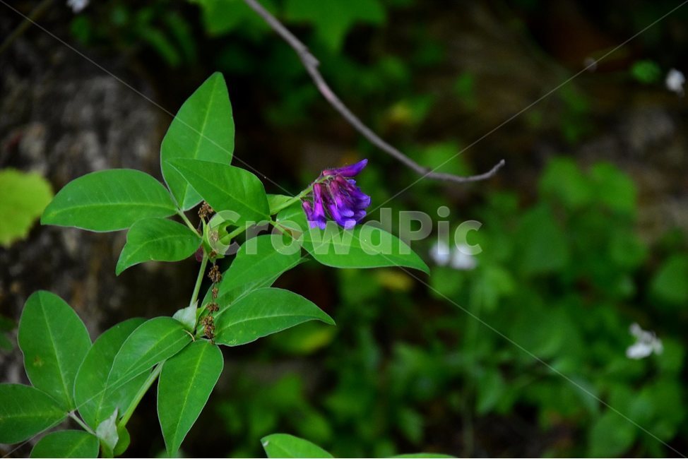 네잎갈퀴나물,야생화,꽃,식물,자연,생태,플라워,flower,plants,nature,식물,자연,plants,nature,꽃,flower