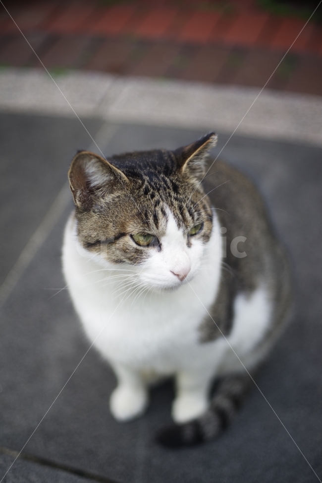 	고양이,길고양이,길냥이,애완동물,반려동물,생명,포유류,야생동물,야생,길짐승,짐승,자연,cat,kitty,kitten,cute,lovely,adorable,pet,animal,street,streetcat,stray,straycat,wild,wildlife,wildcat,wildanimal,nature,natural,beauty,beautiful,예쁜사진,배경화면,바탕화면,감성사진,동물,animal,포유류,mammal,고양이,cat,kitten,kitty
