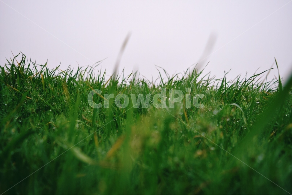 grass,잔디,plant,식물,초록,연두,green