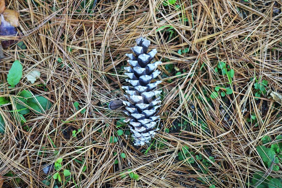 솔방울,소나무,자연,식물,plant,땅,land
