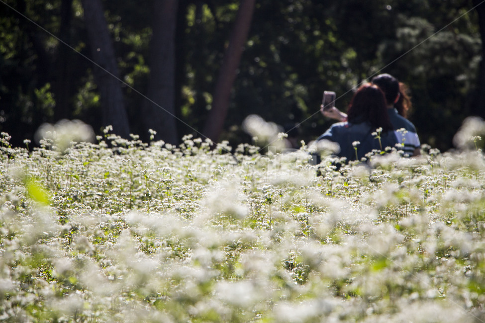 메밀꽃,메밀밭,꽃,식물,소풍,나들이,사람,풍경,가을,식물,자연,plants,nature,꽃,flower,사람들,대중,군중,other people,crowd,가족,패밀리,family