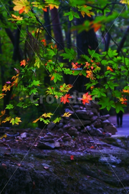 속리산,법주사,가을,단풍,붉은색,초록색,노랑색,햇빛,식물,자연,plants,nature,가을,계절,fall,autumn,season,plant,leaf,잎,tree,나무