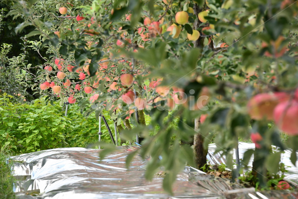 사과,과일,음식,plant,apple,과수원,식품,과일,열매,fruit