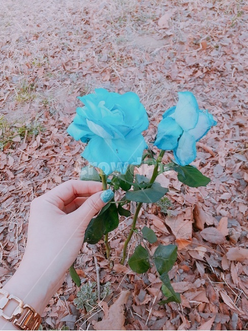 꽃,장미,장미꽃,파란장미,식물,감성,감성사진,파란꽃