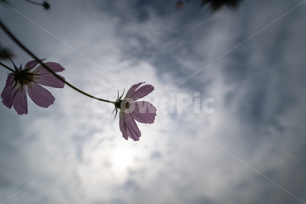flower,botanical,plant,꽃,식물,식물,자연,plants,nature,꽃,flower