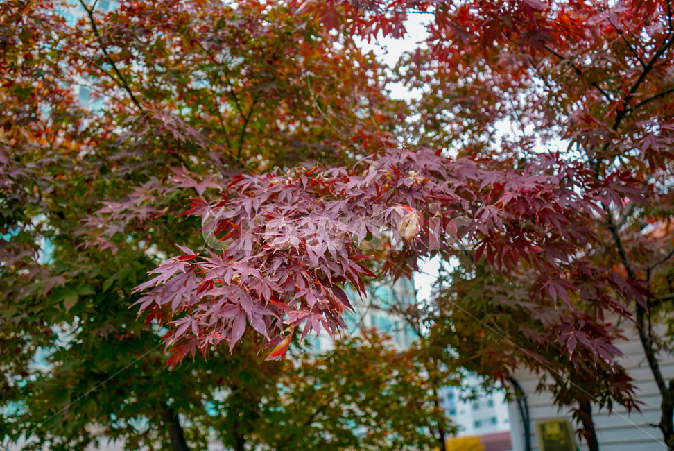 가을,fall,단풍,은행나무,한남동,가을,계절,fall,autumn,season,plant,식물,leaf,잎,tree,나무,maple