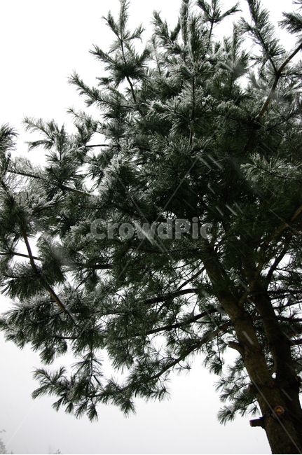 겨울,눈,winter,snow,나무,겨울,계절,winter,season