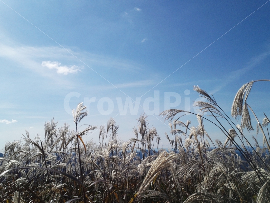 가을,갈대,민둥산,하늘,바람,자연,풍경,nature,landscape,가을,계절,fall,autumn,season,grass,잔디,plant,식물,lawn,reed