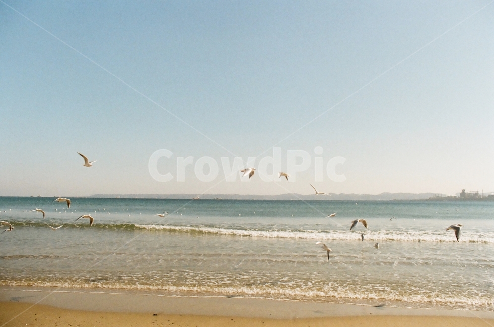 바다,해수욕장,파도,해변,갈매기,포항영일대,자연,풍경,nature,landscape,해변,바다,beach,sea,동물,animal,조류,새,birds,감성,sensible,feeling,bird