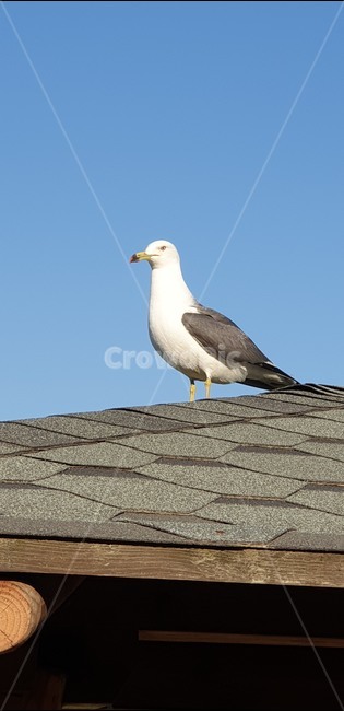 갈매기,새,bird,seagull,동물
