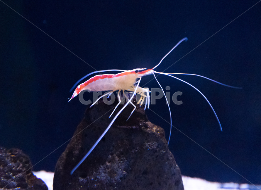 shrimp,saltwater fish,Cleaner Shrimp,aquarium