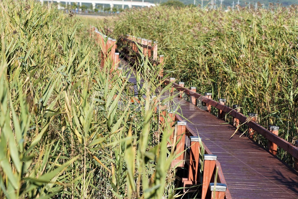 가을,갈대,자연,식물,감성,풍경,nature,fall,autumn,길,자연,풍경,nature,landscape,bridge,다리,building,건물,boardwalk,산책로