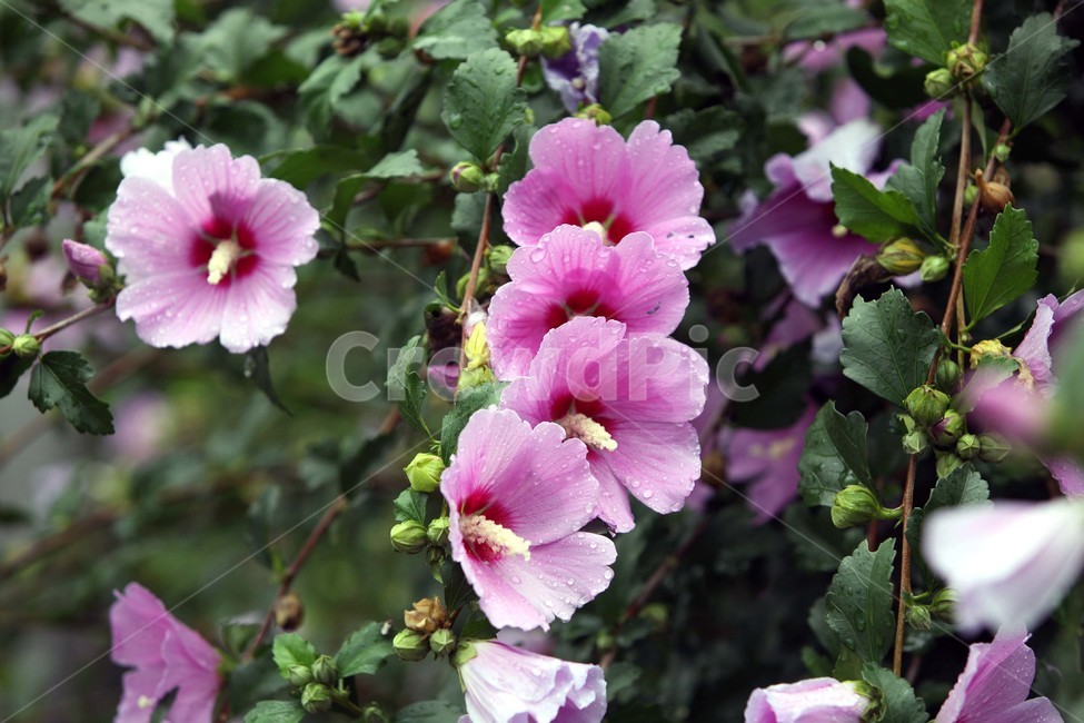 나라꽃,무궁화,대한민국국화,식물,꽃,식물,자연,plants,nature,꽃,flower
