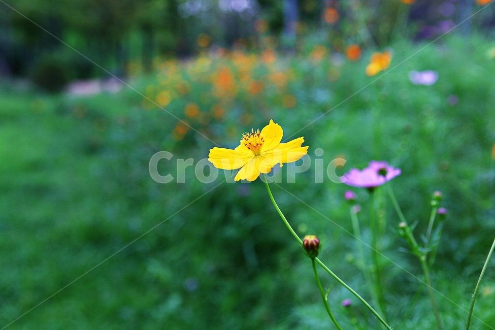 코스모스,꽃,꽃잎,식물,자염,공원,가을,가을꽃,식물,자연,plants,nature,꽃,flower
