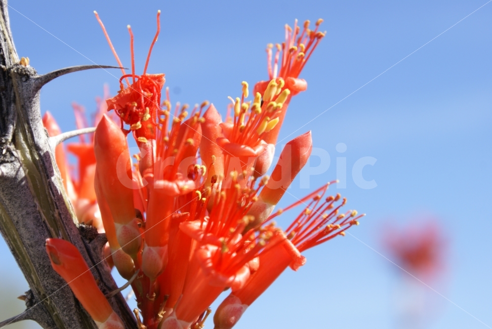 꽃,선인장꽃,정열,희망,가시,식물,자연,plants,nature,꽃,flower