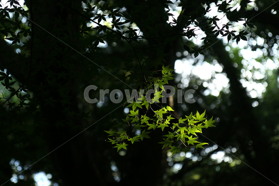 식물,나무,나뭇잎,단풍나무,빛,감성,힐링,단풍,자연,숲,초록,여름,nature,plants,maple,green,healing,식물,자연,plants,nature