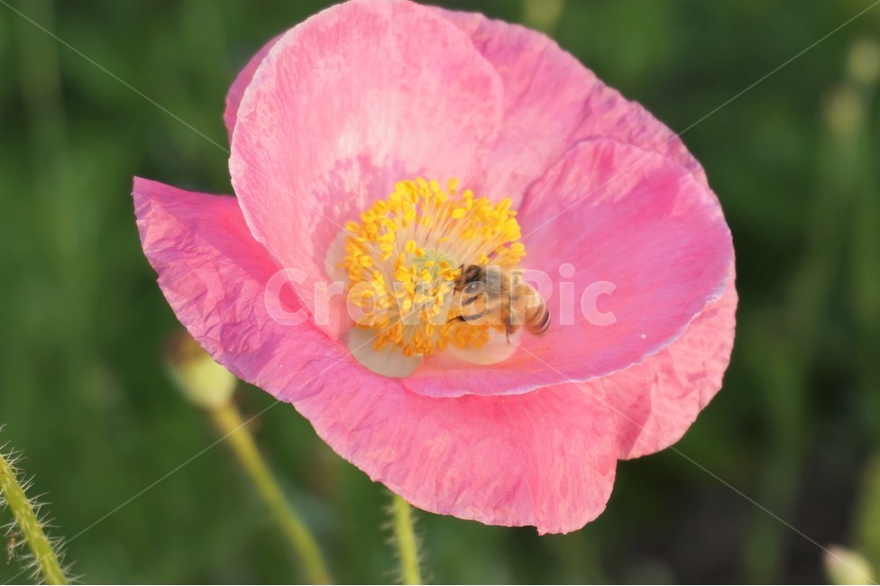꽃,벌,들꽃,식물,곤충,강가,샛강,자연,flower,flowers,bee,wildflowers,insect,plant,nature,식물,자연,plants,nature,꽃,flower,동물,animal,곤충,벌레,insect,bug